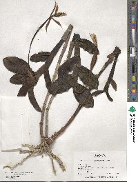 Epidendrum nocturnum image