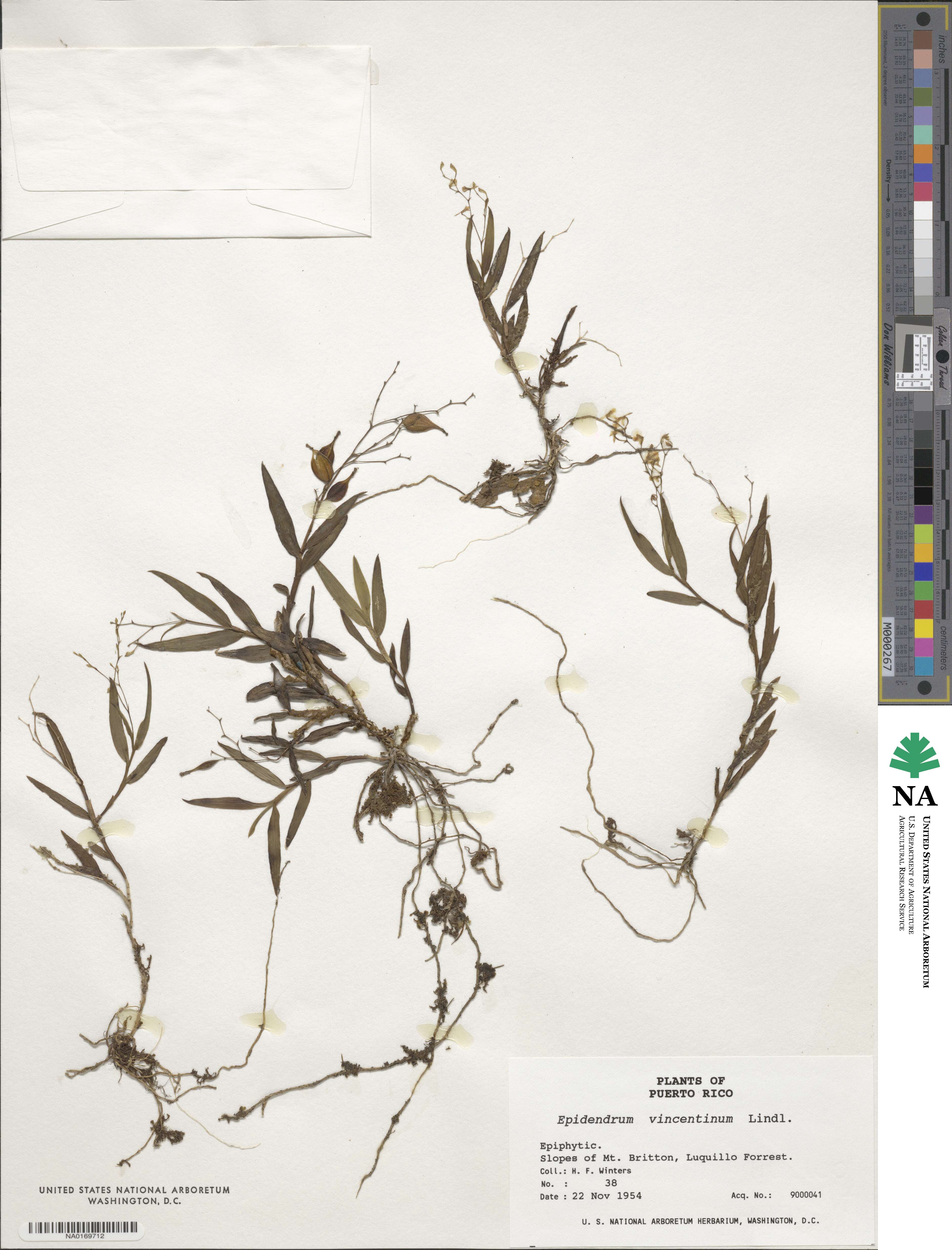 Epidendrum image