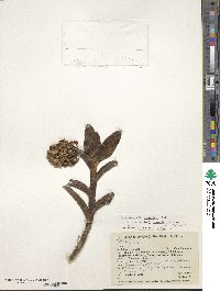 Epidendrum suaveolens image