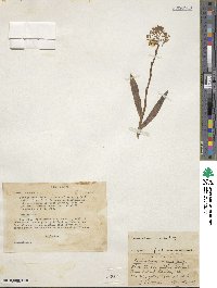 Epidendrum anceps image