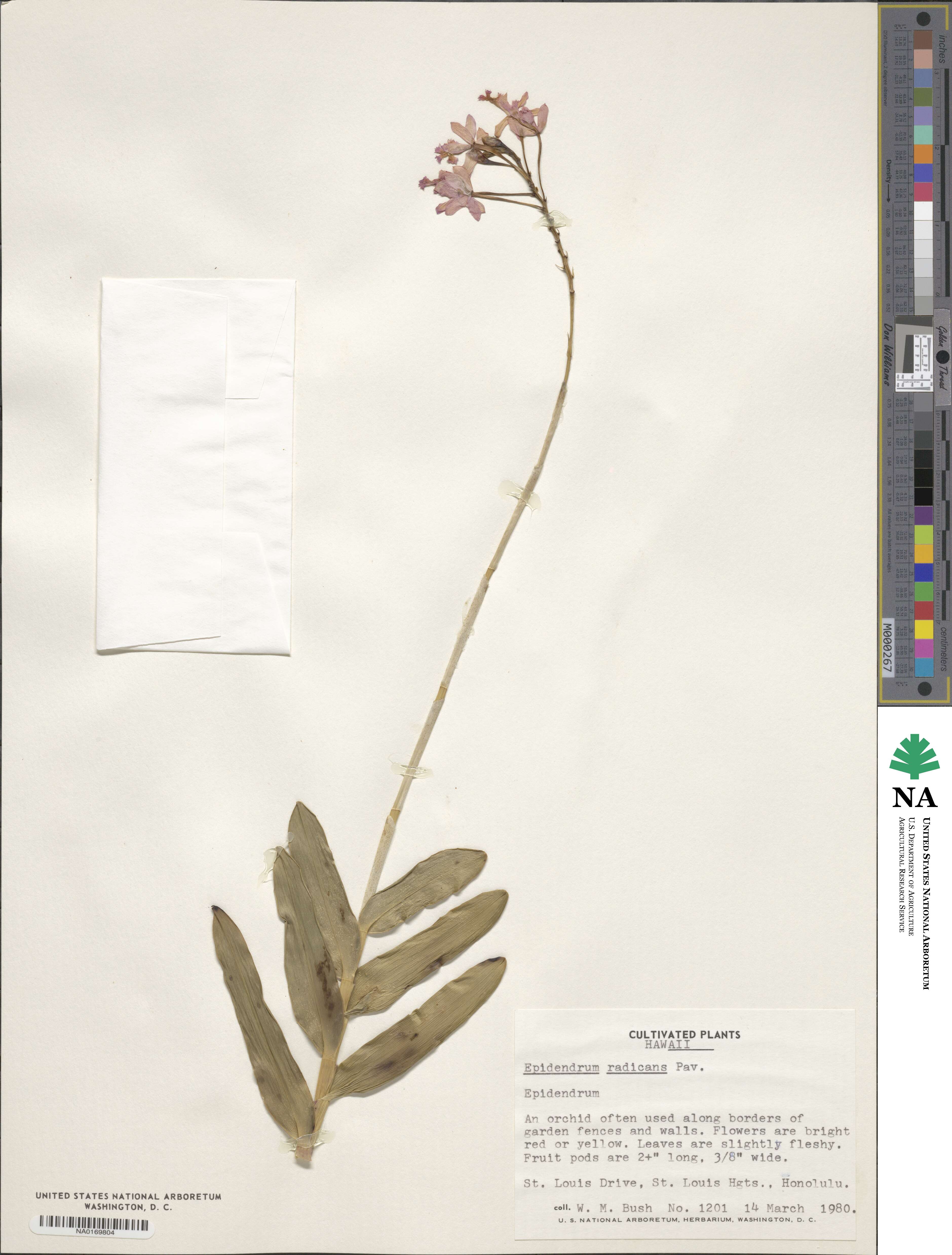 Epidendrum radicans image