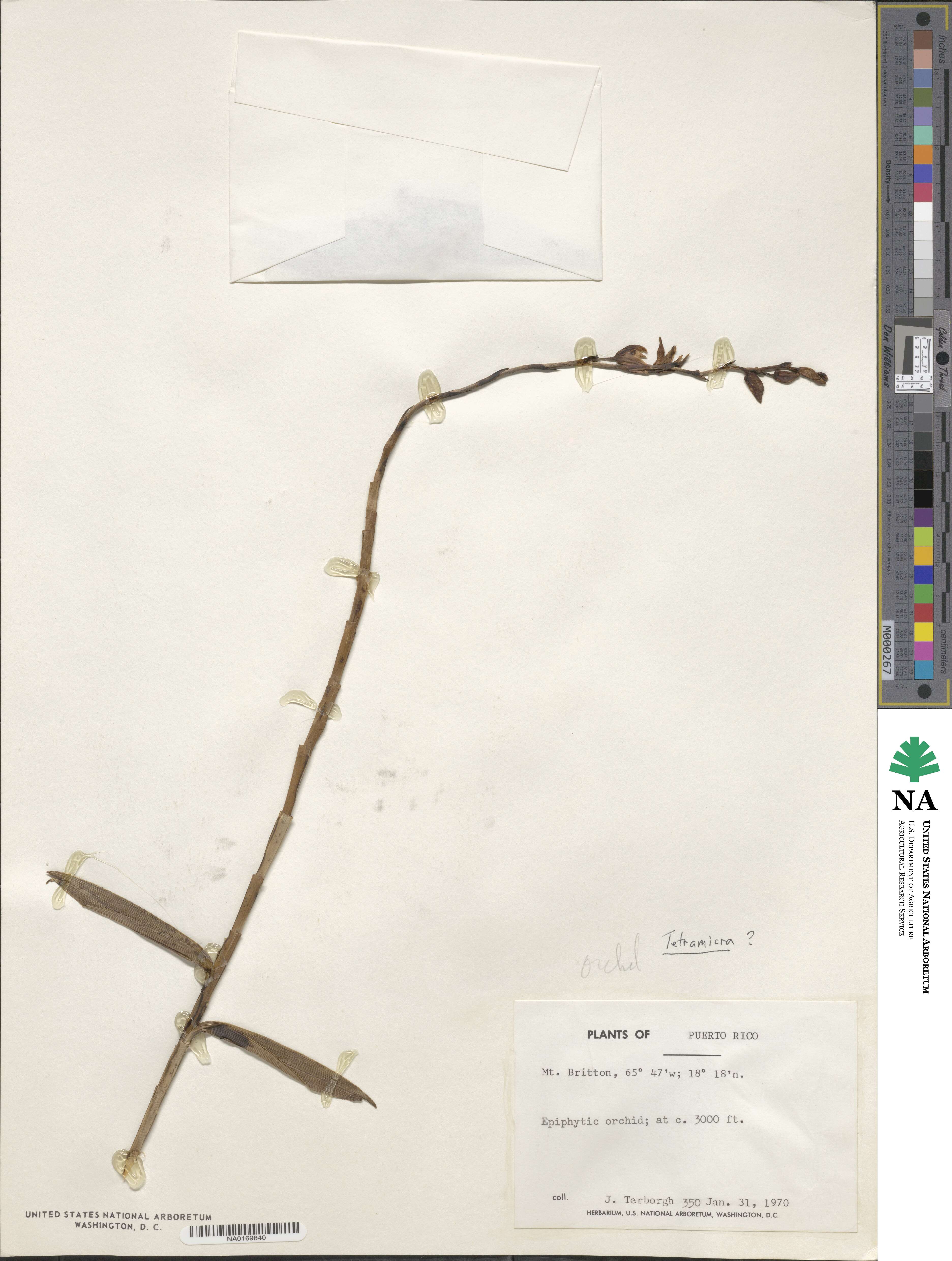Tetramicra image