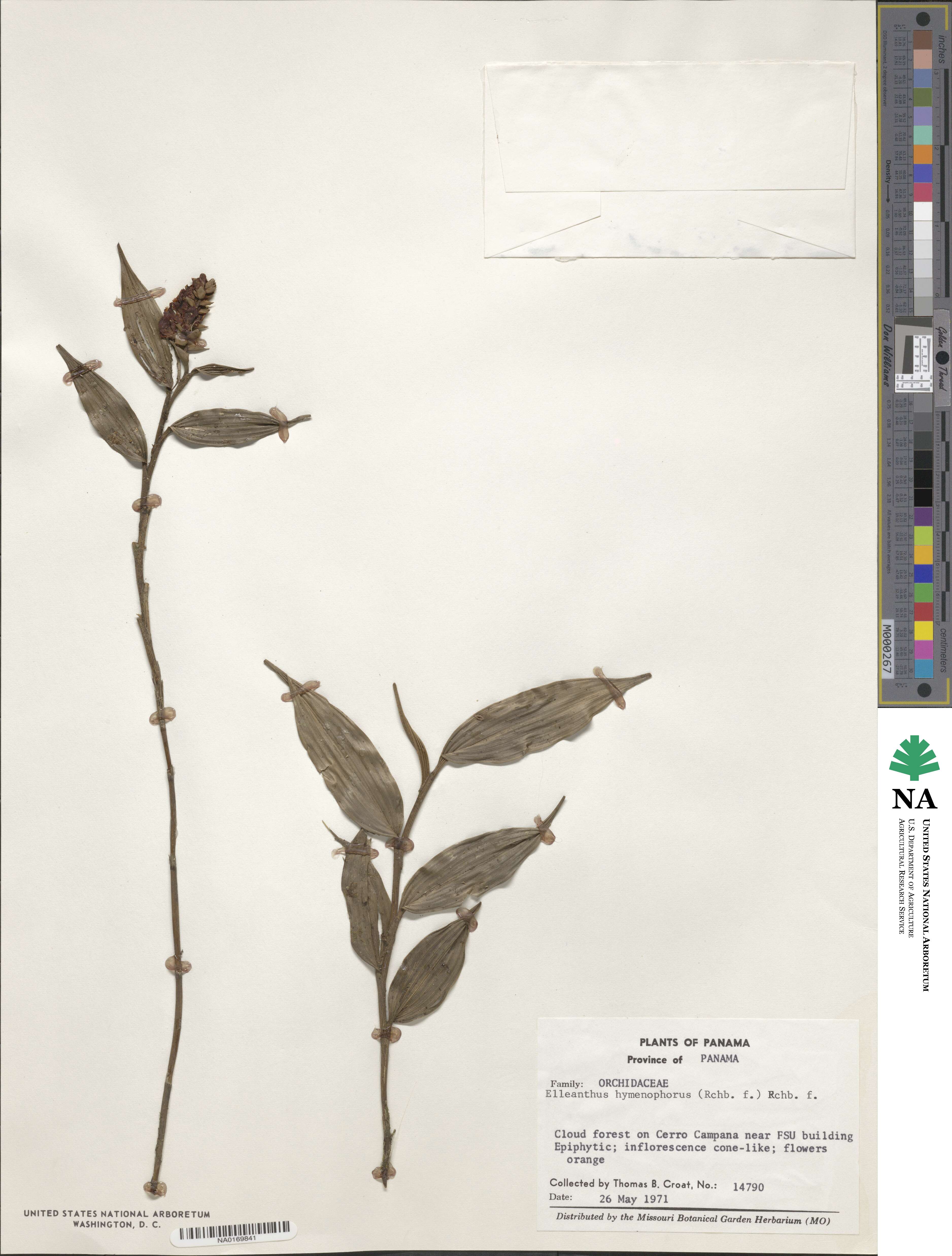 Elleanthus image