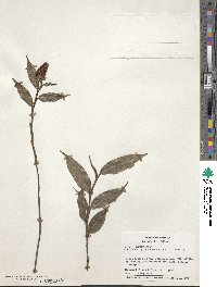 Image of Elleanthus hymenophorus