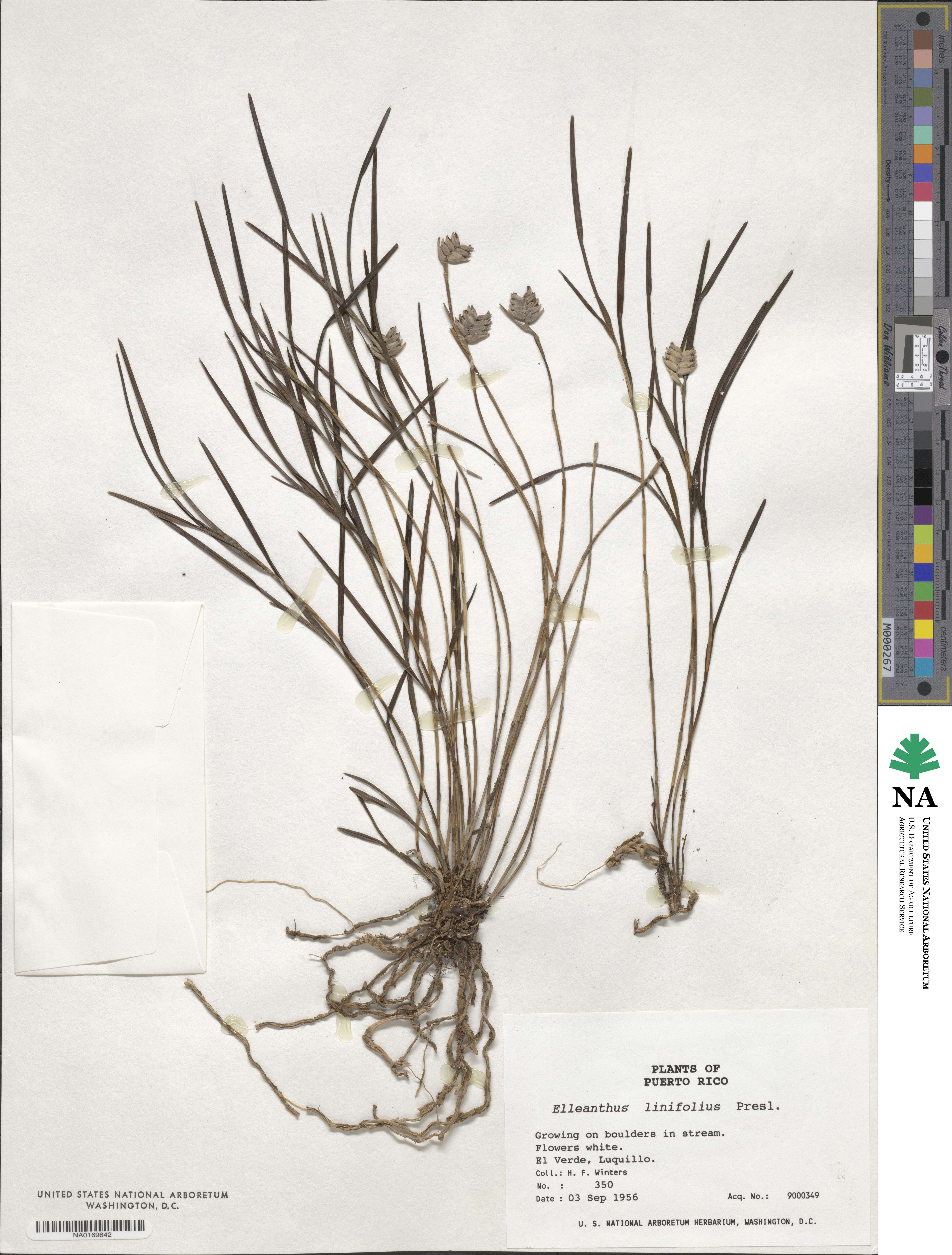 Elleanthus image