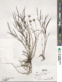 Image of Elleanthus linifolius