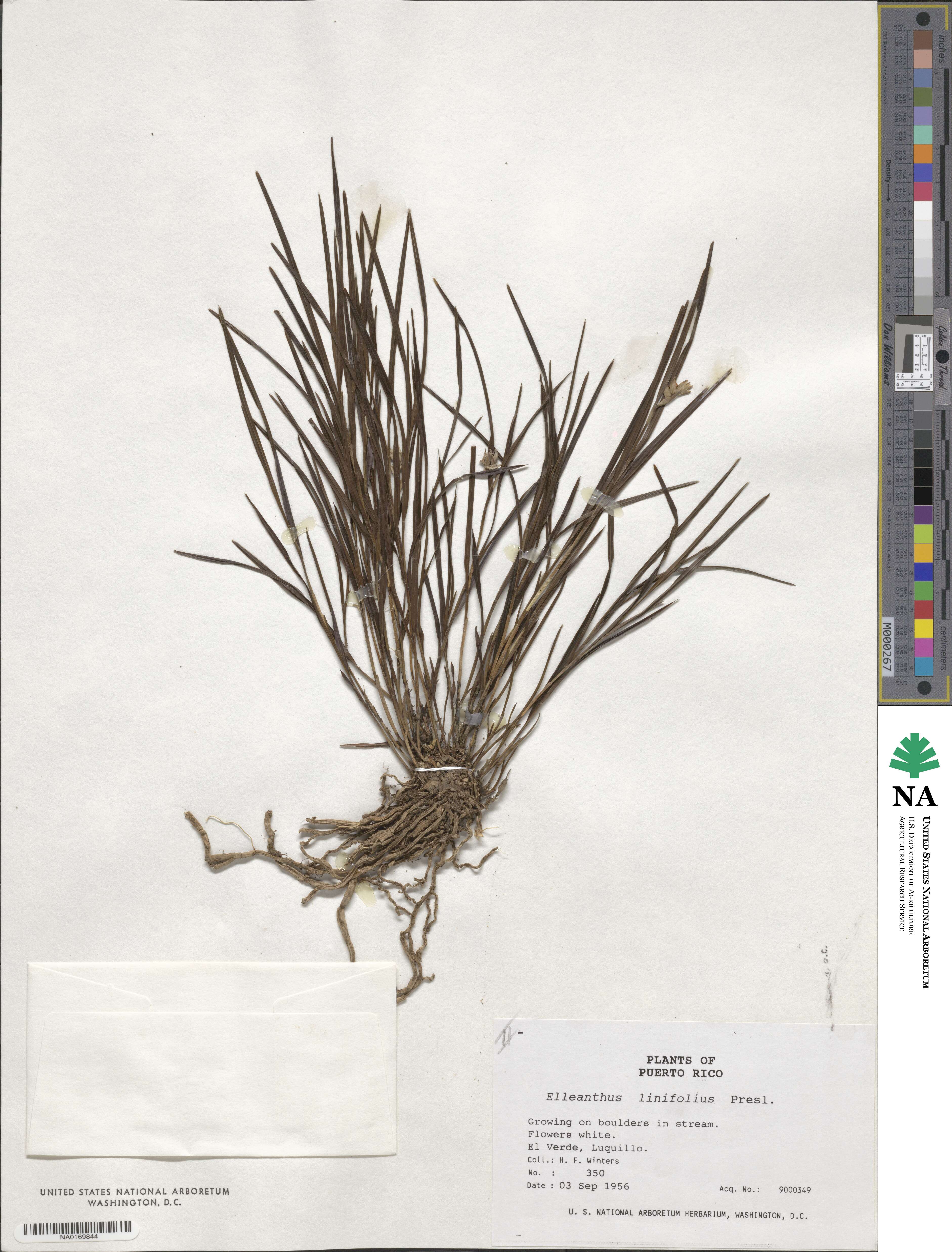 Elleanthus image
