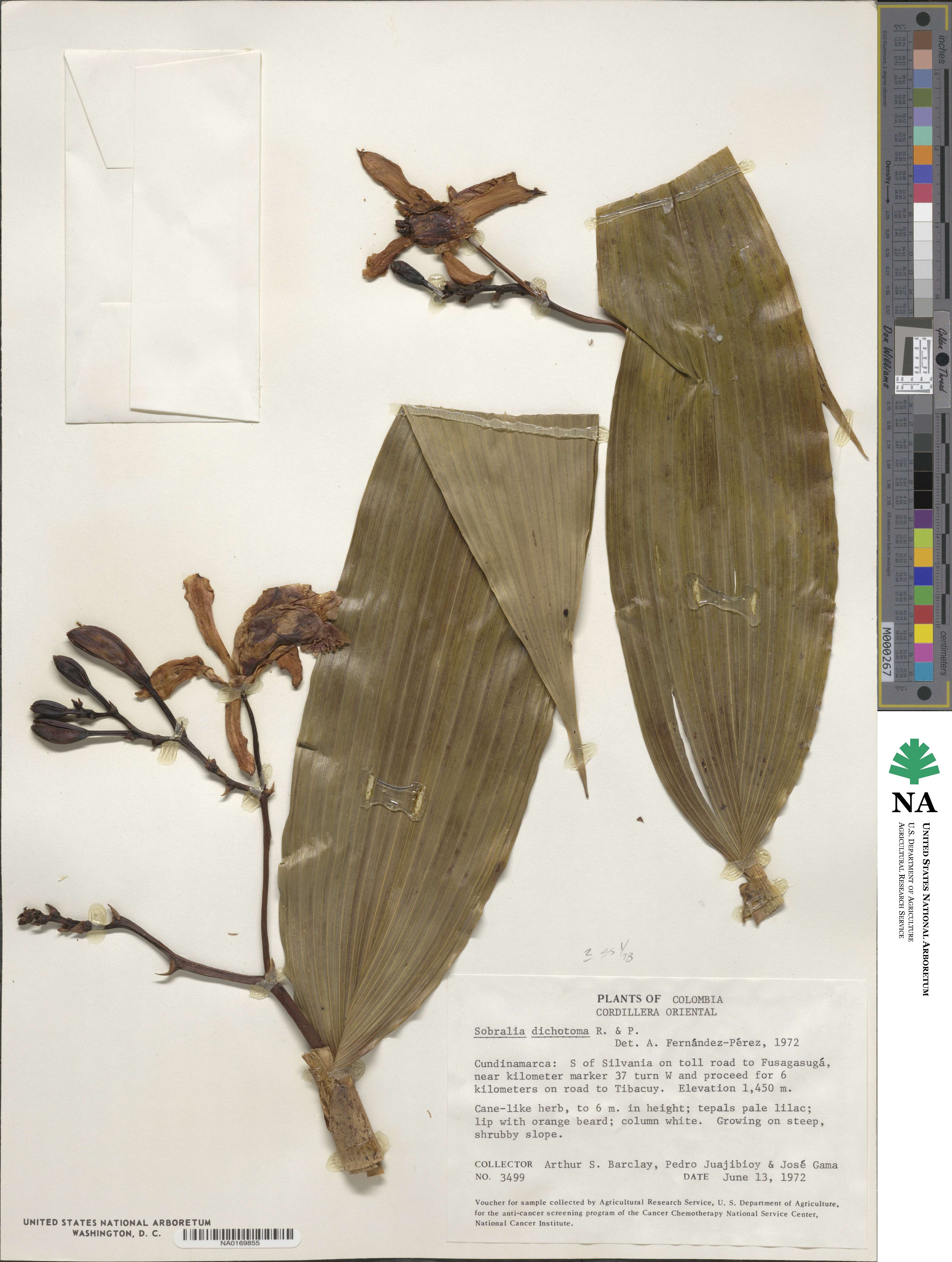 Sobralia dichotoma image