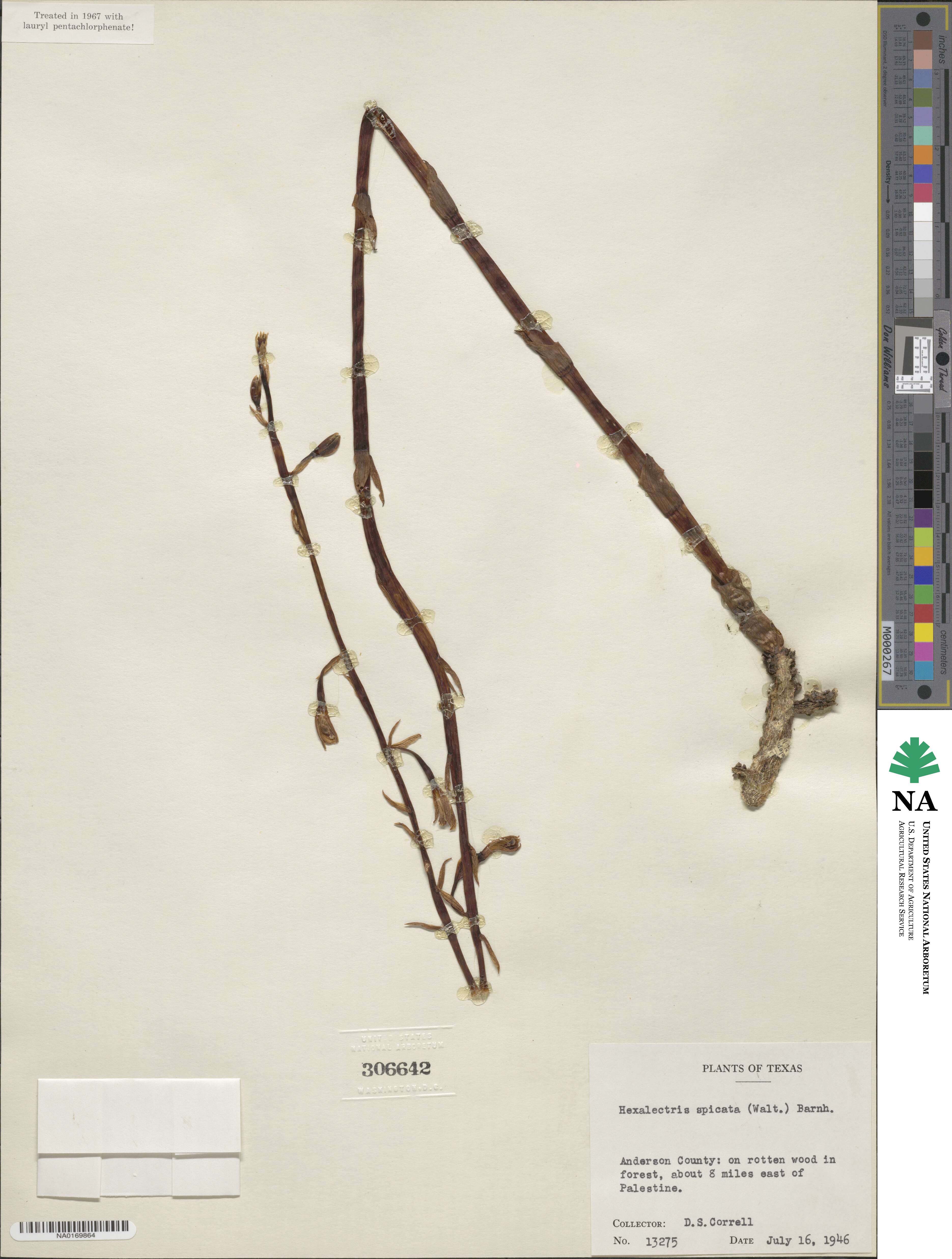 Bletia spicata image