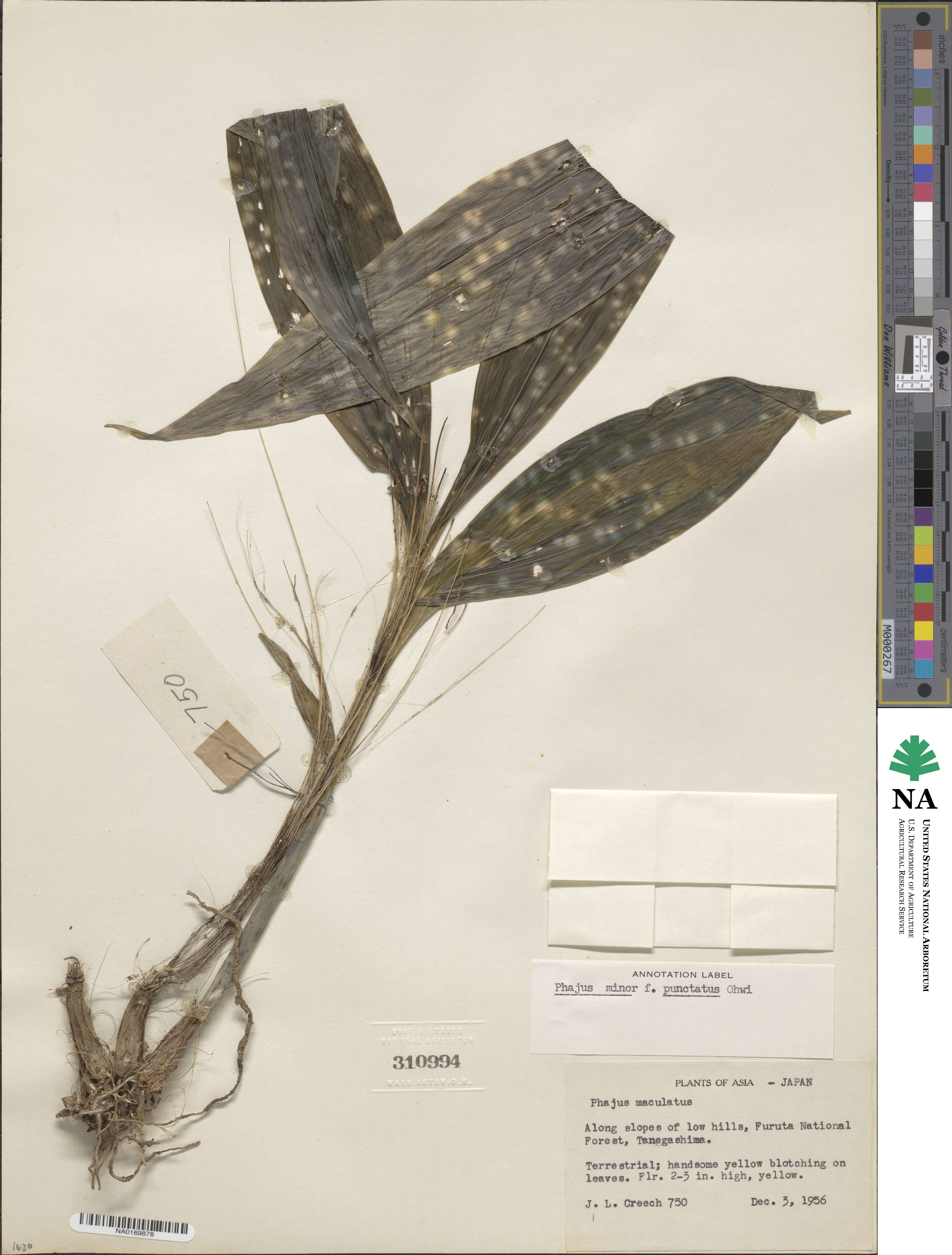 Calanthe woodfordii image