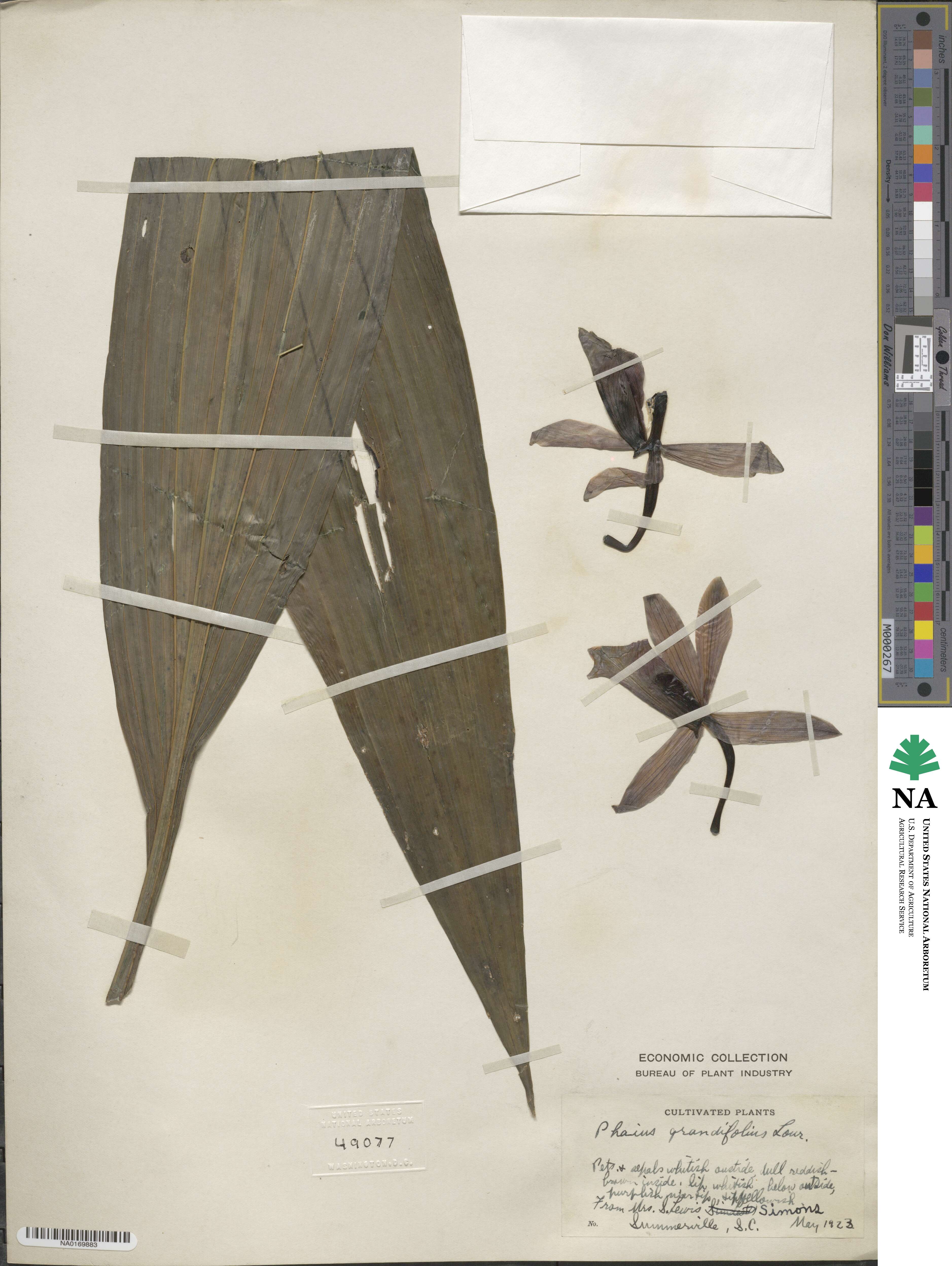 Calanthe tankervilleae image