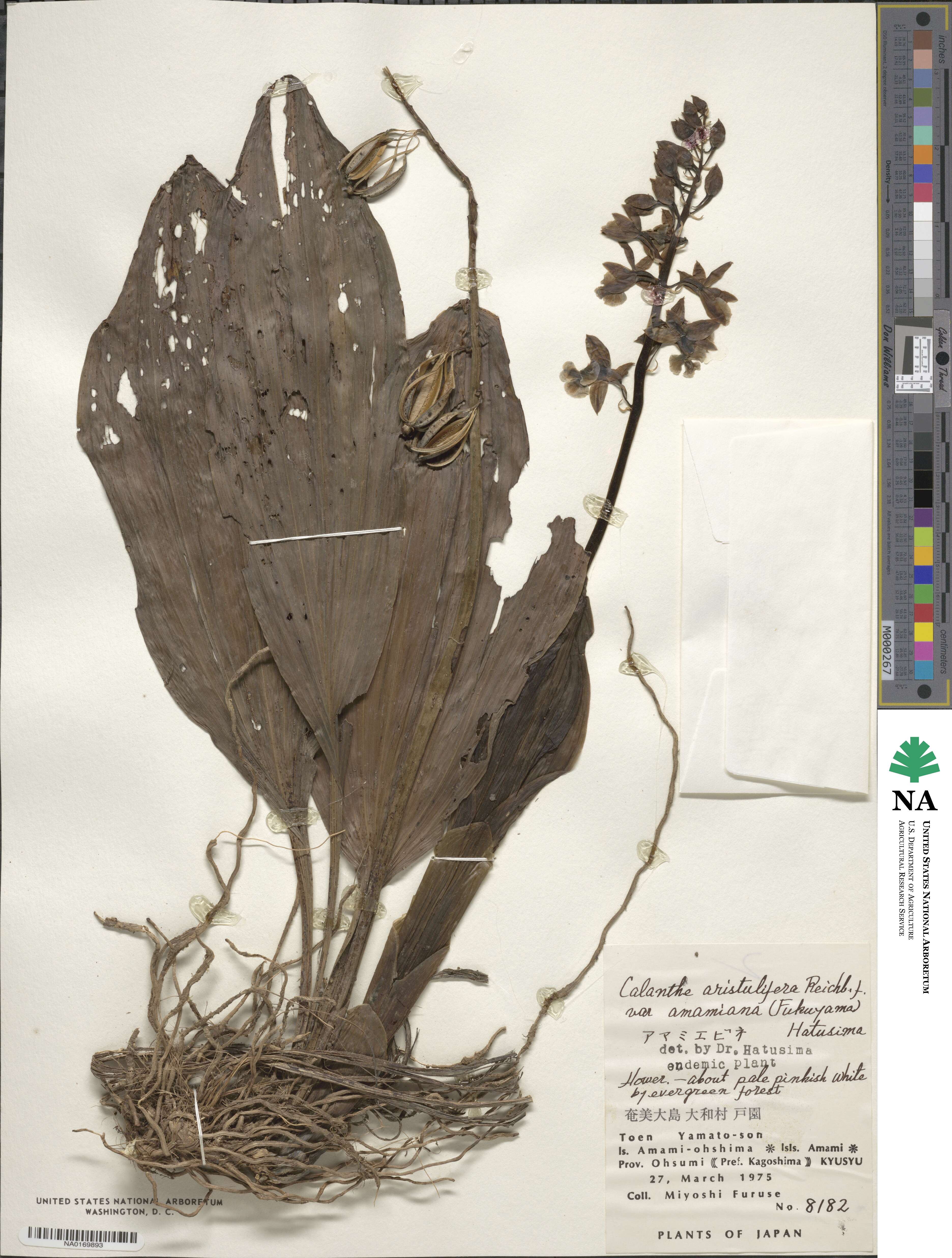 Calanthe discolor var. amamiana image
