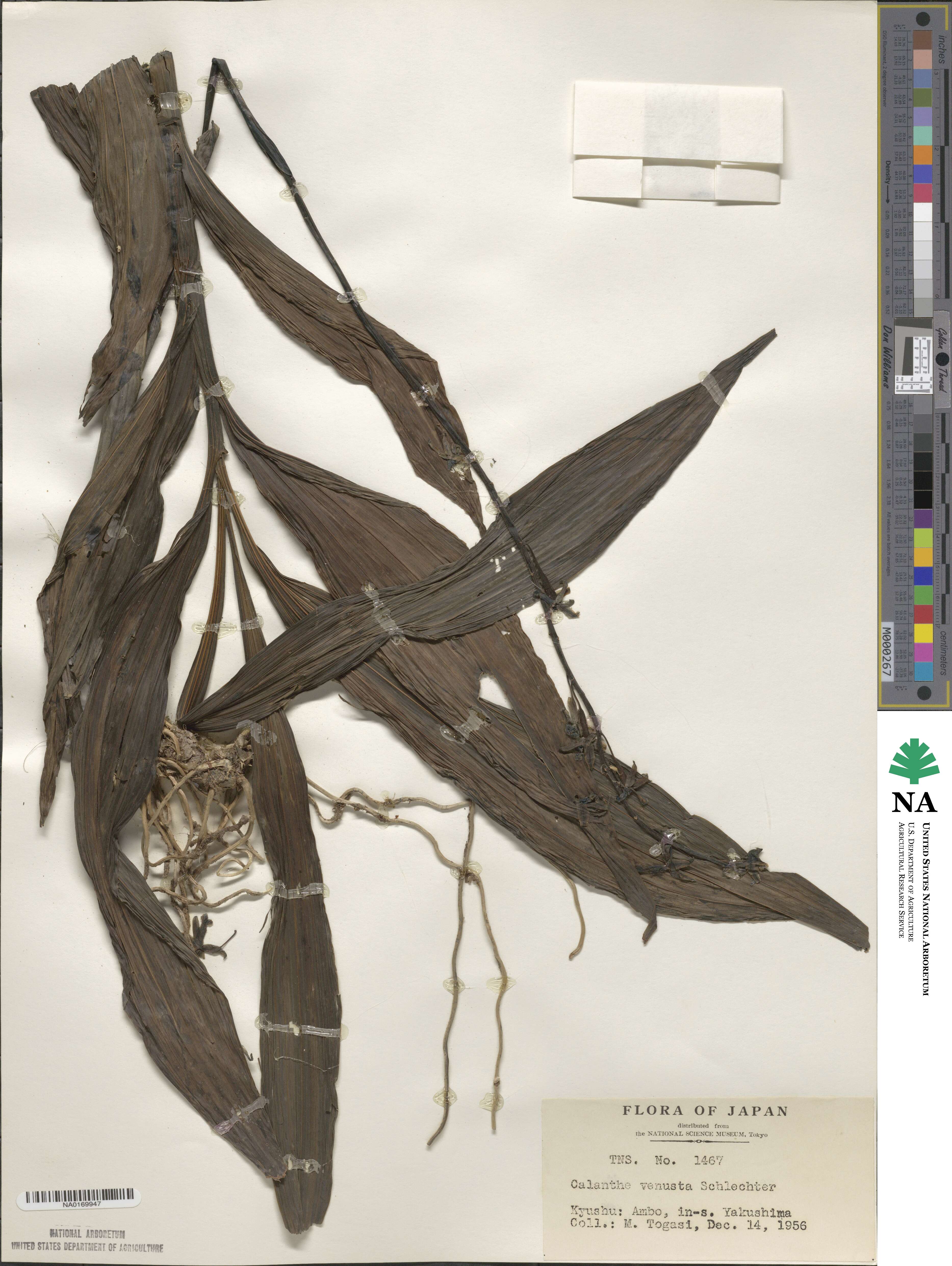 Calanthe obcordata image