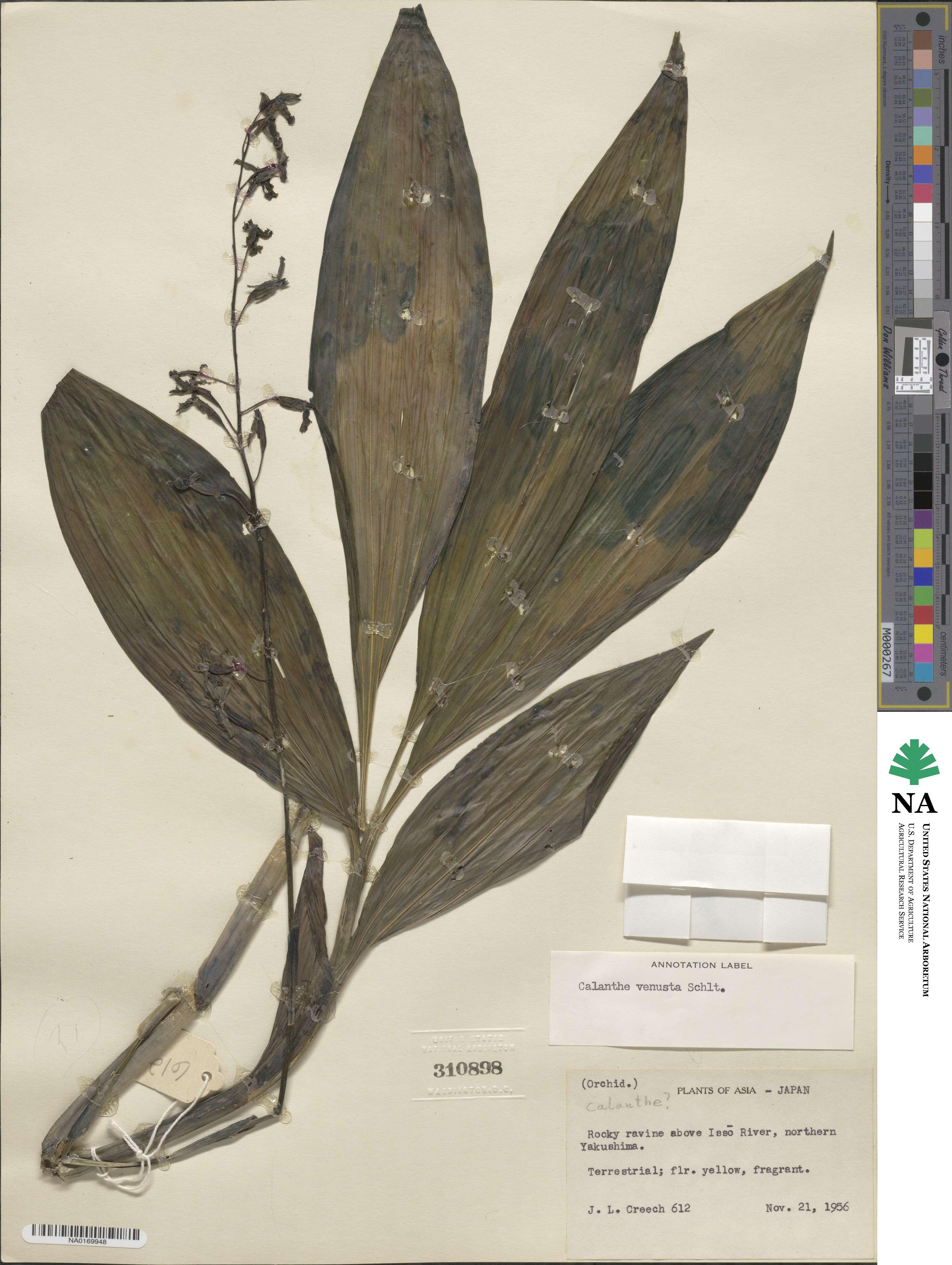 Calanthe obcordata image
