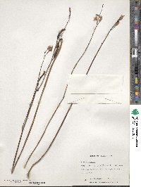 Bletia purpurea image