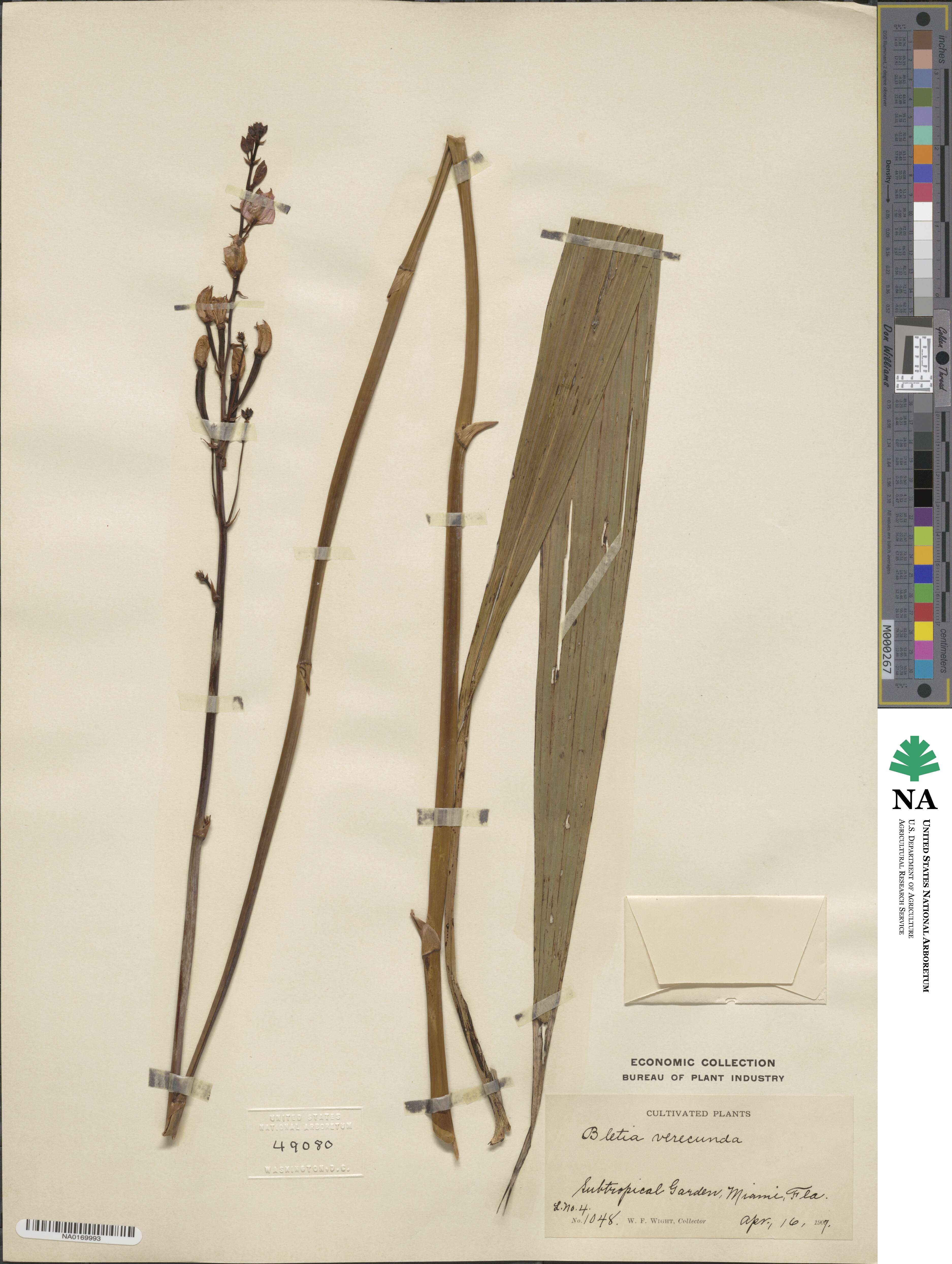Bletia purpurea image