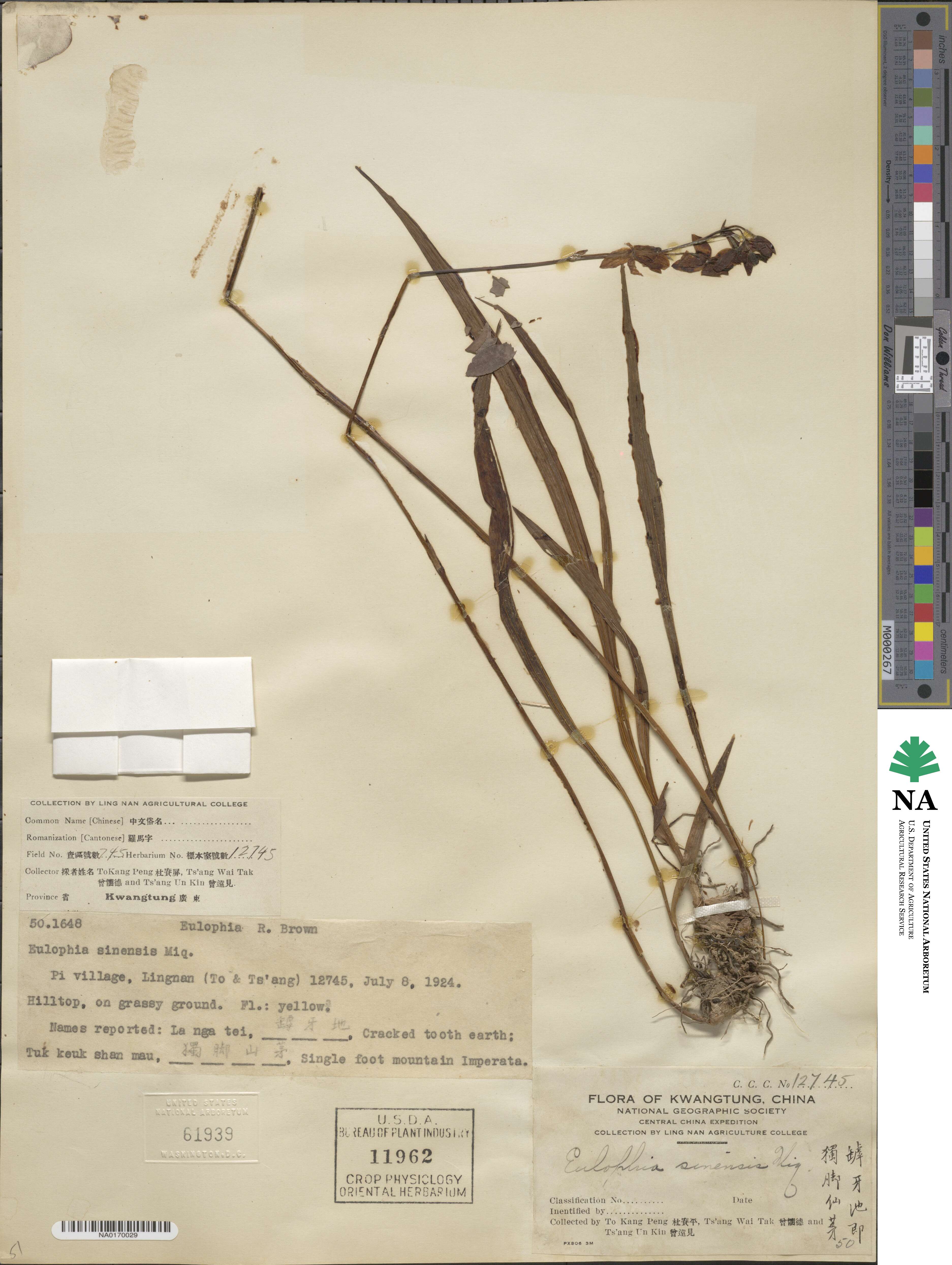 Eulophia image
