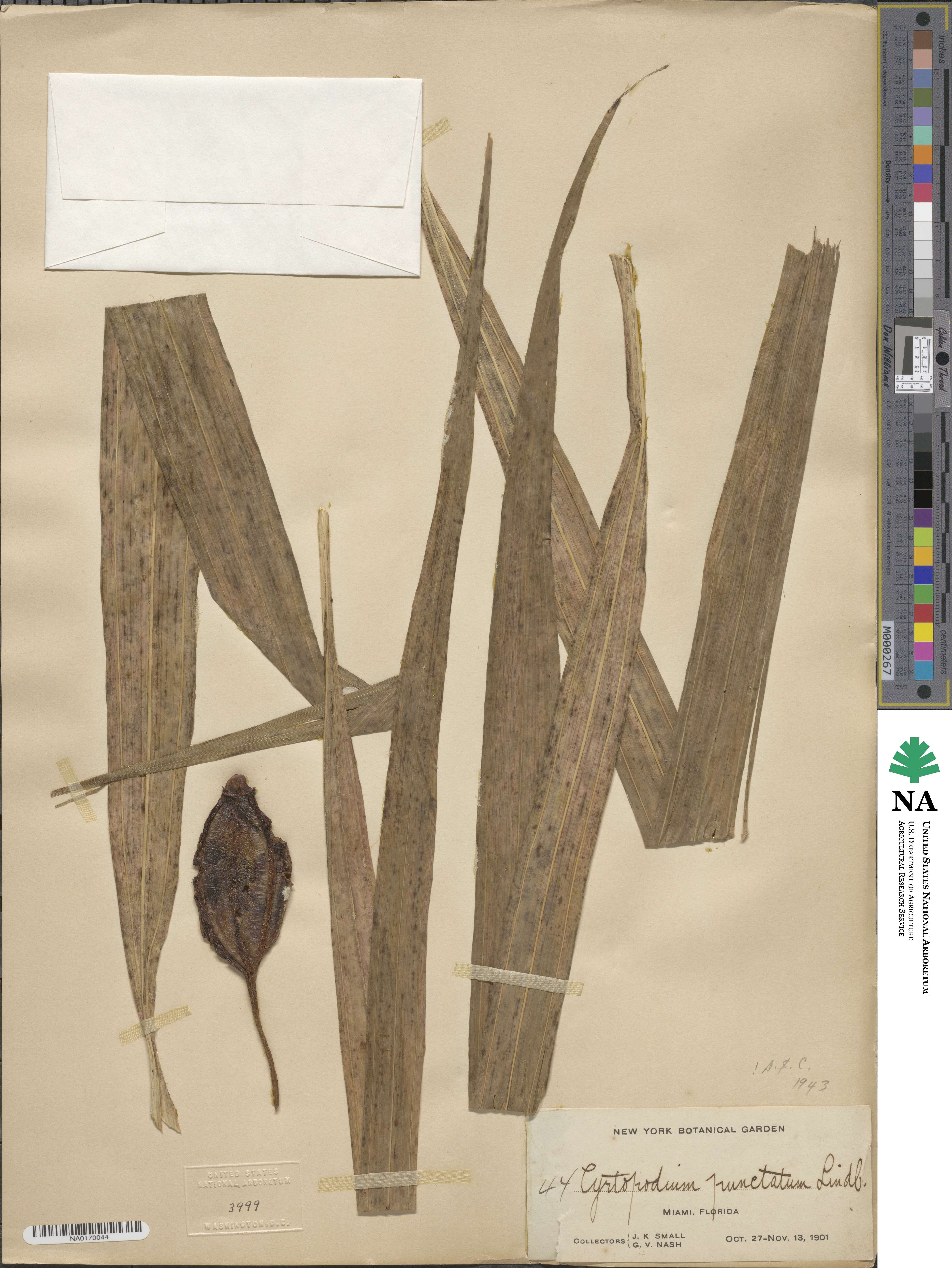 Cyrtopodium punctatum image