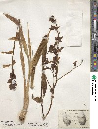 Cyrtopodium punctatum image