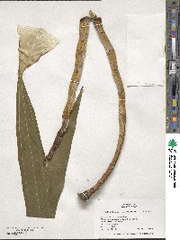 Cyrtopodium punctatum image