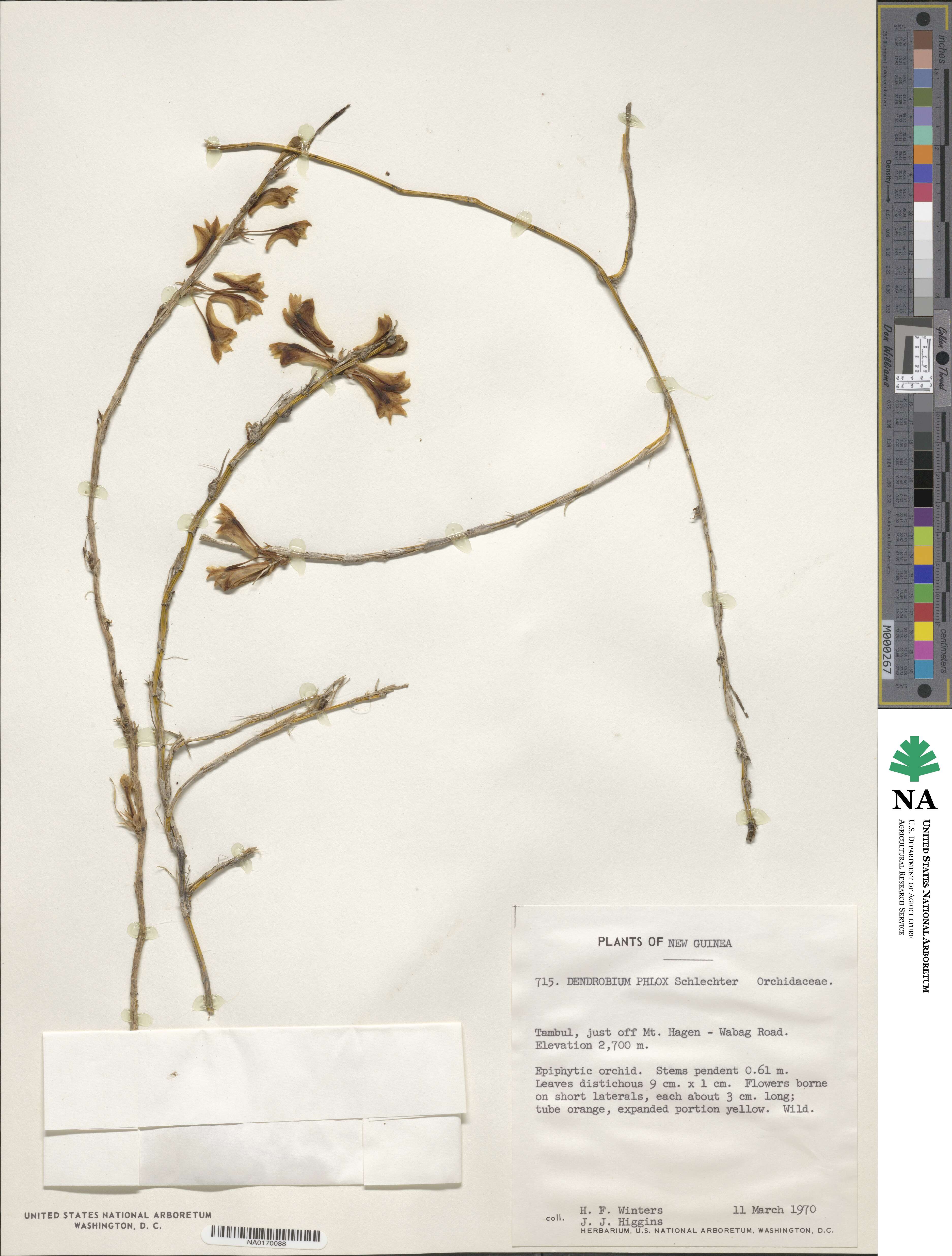 Dendrobium subclausum var. subclausum image