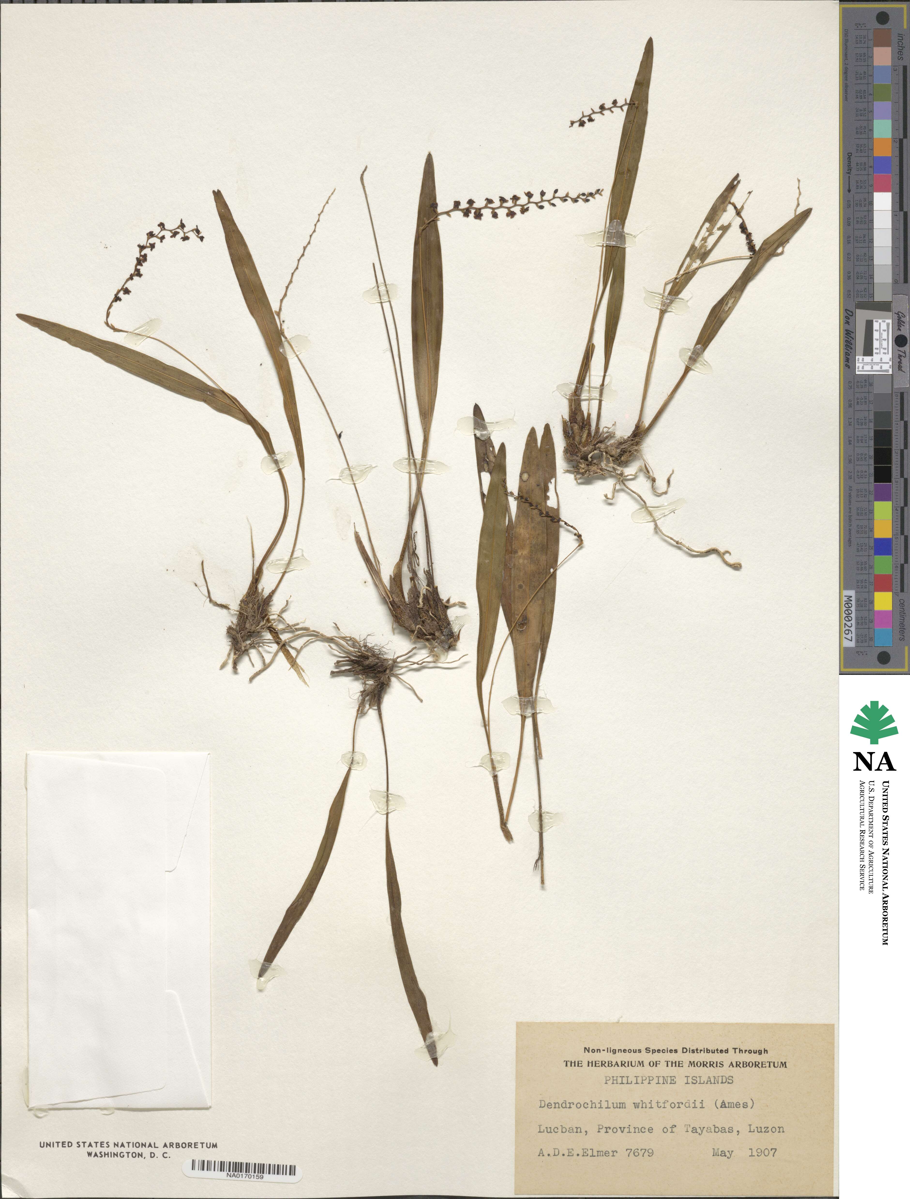 Coelogyne rhombophora image