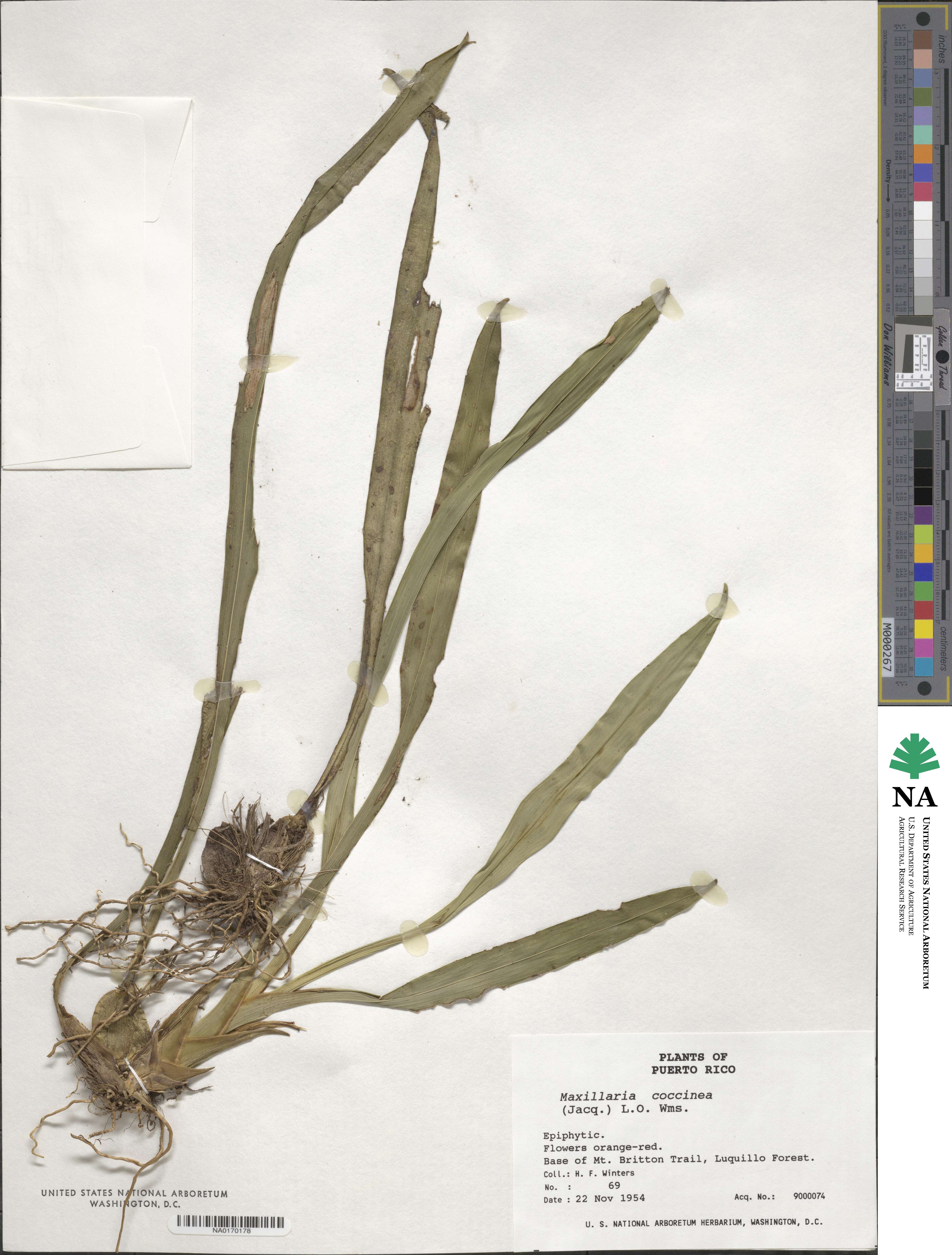 Maxillaria coccinea image
