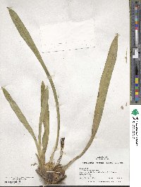 Maxillaria coccinea image