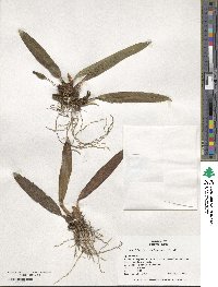 Maxillaria rufescens image