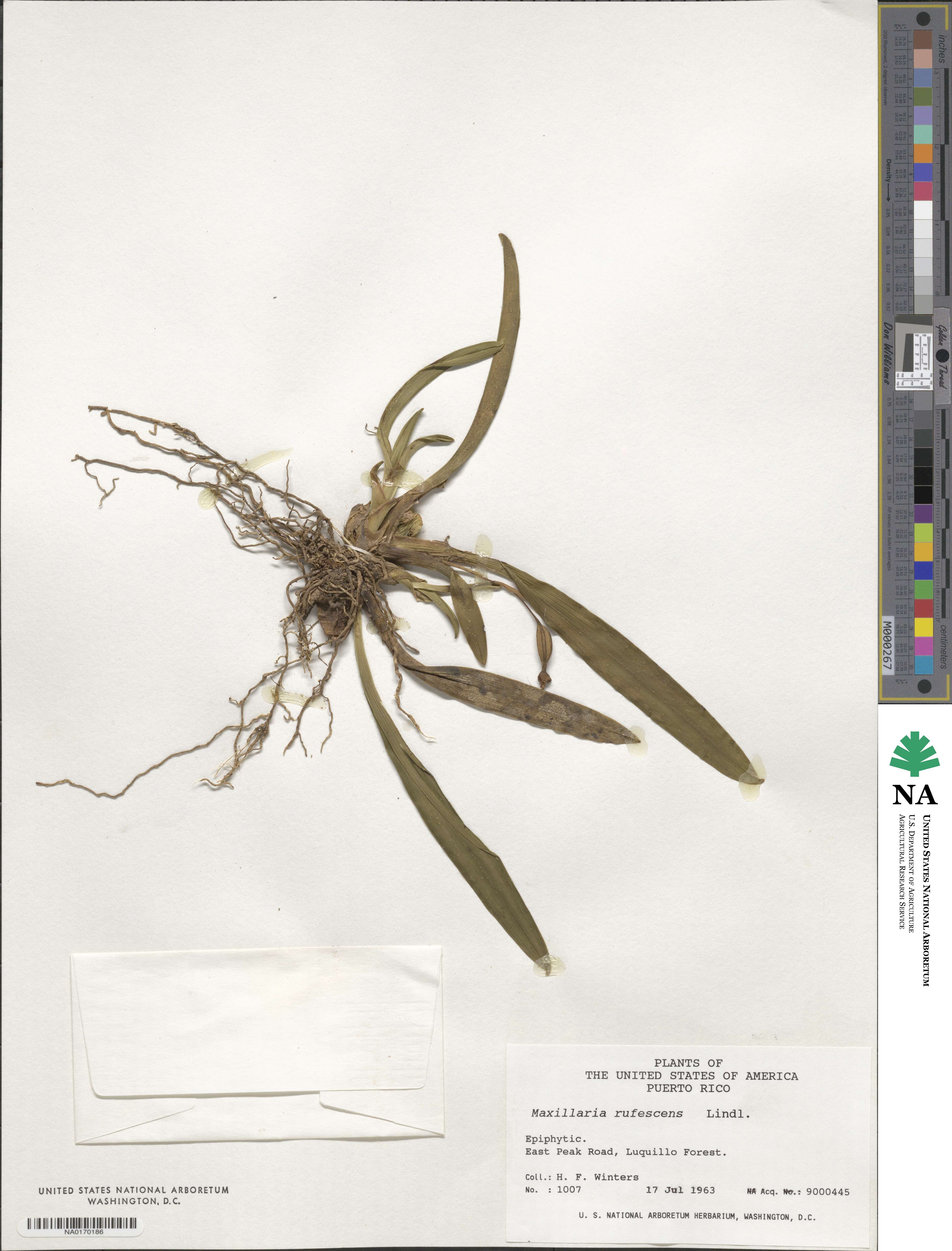 Maxillaria rufescens image