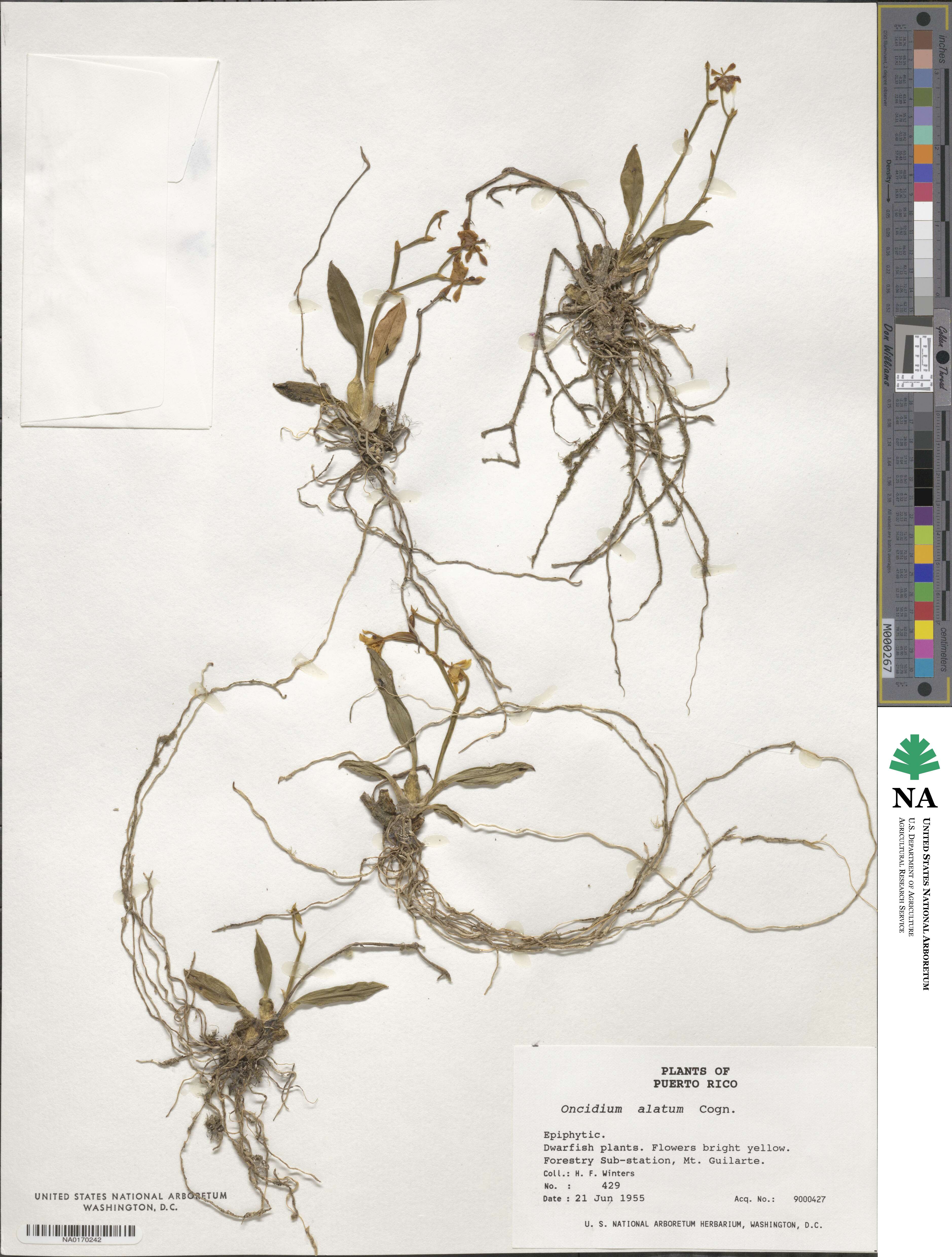 Cyrtochilum meirax image