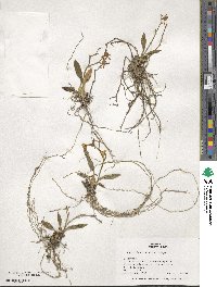 Cyrtochilum meirax image