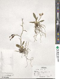 Cyrtochilum meirax image