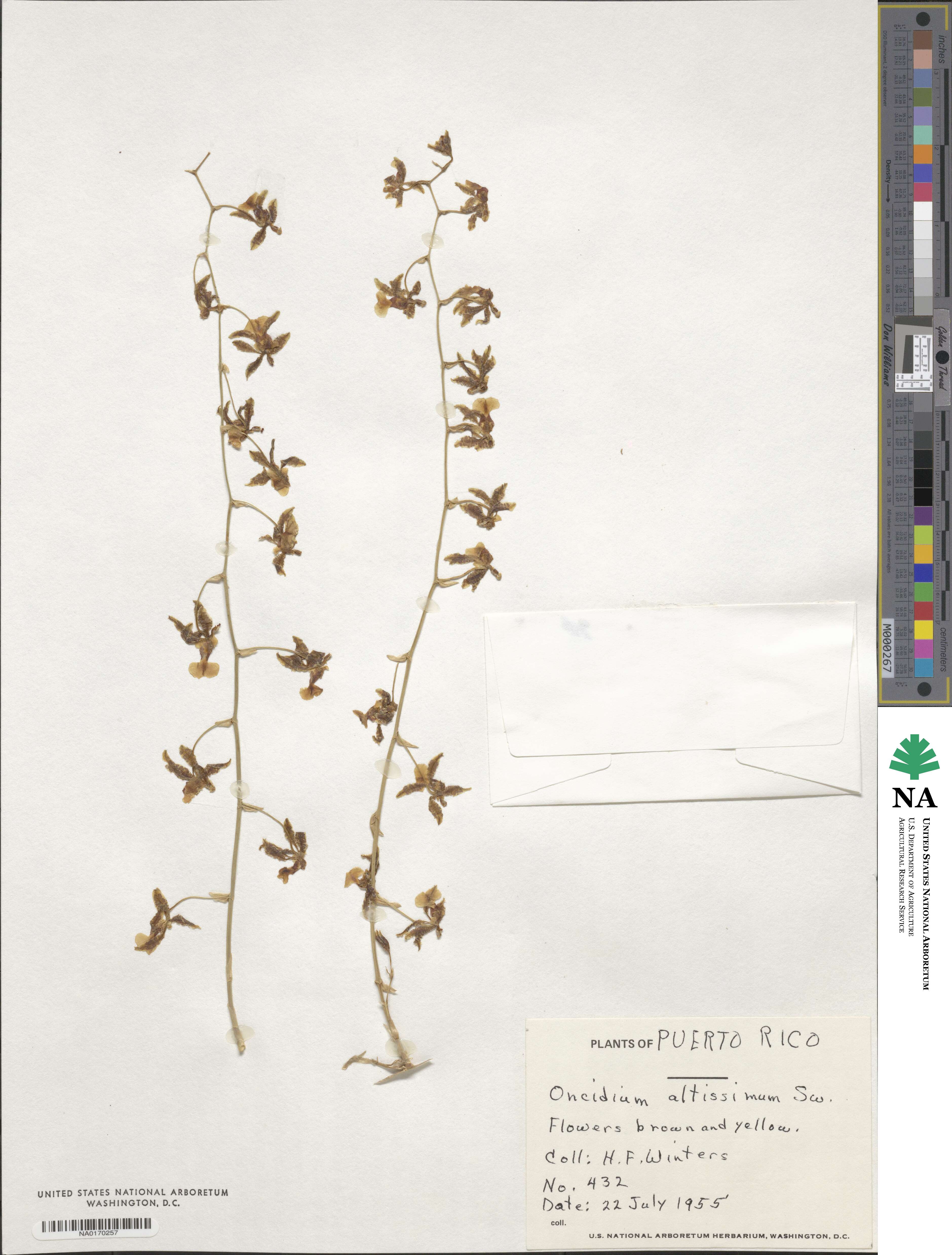 Oncidium image