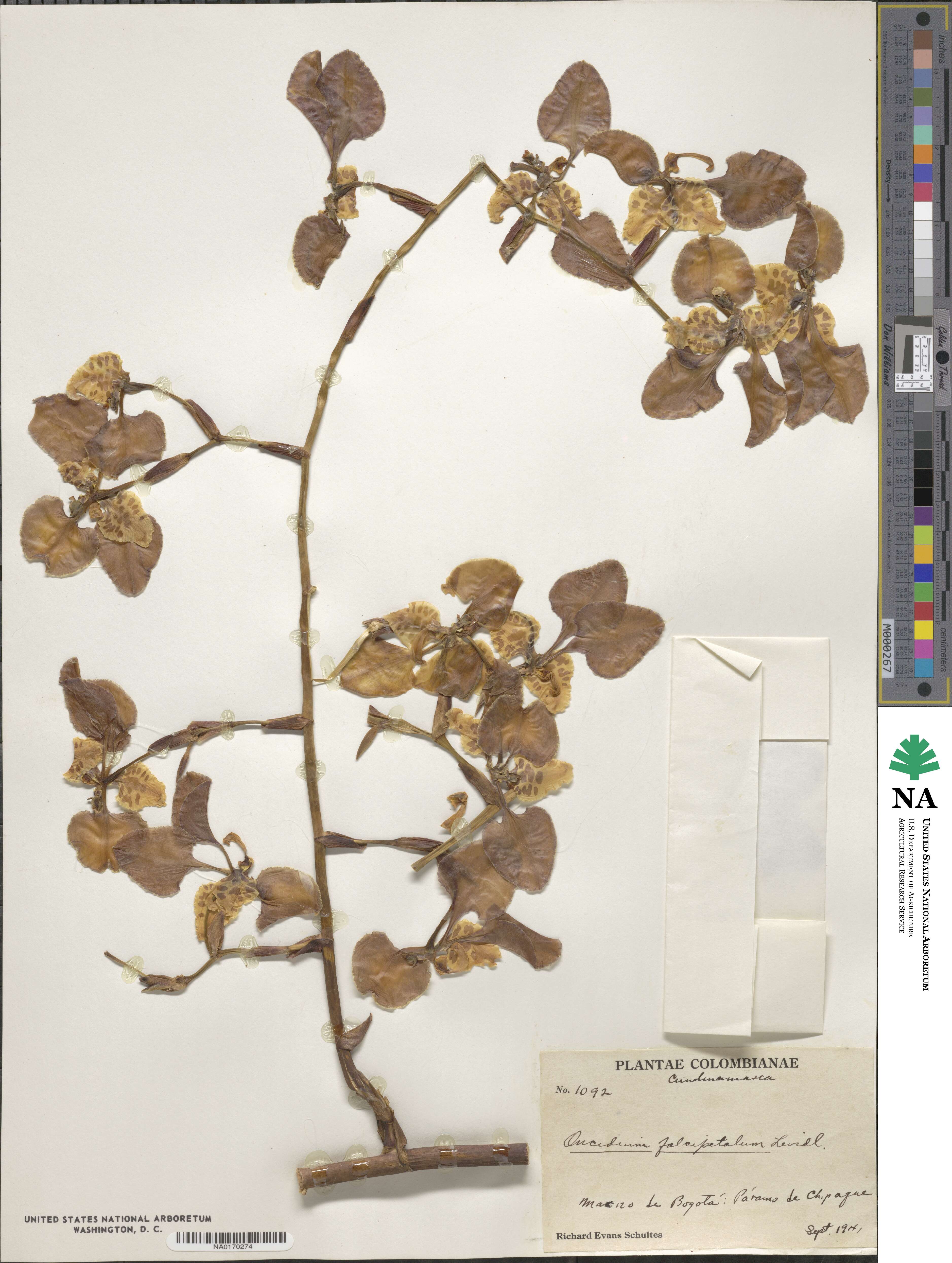 Cyrtochilum falcipetalum image
