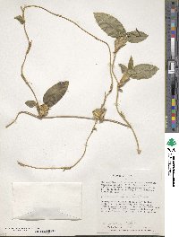 Image of Otoglossum globuliferum