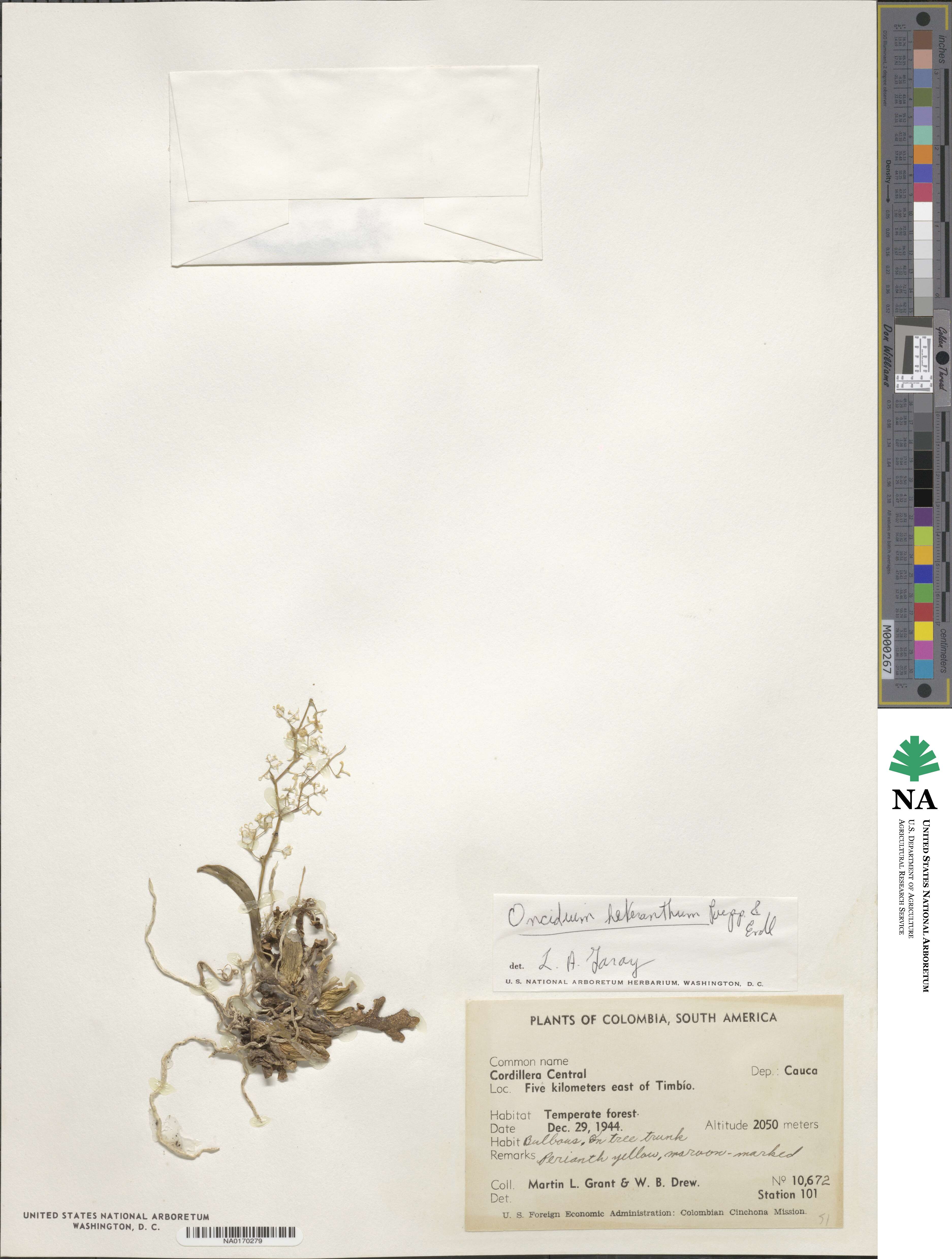 Oncidium image