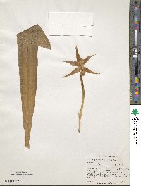 Media resource of Huntleya meleagris