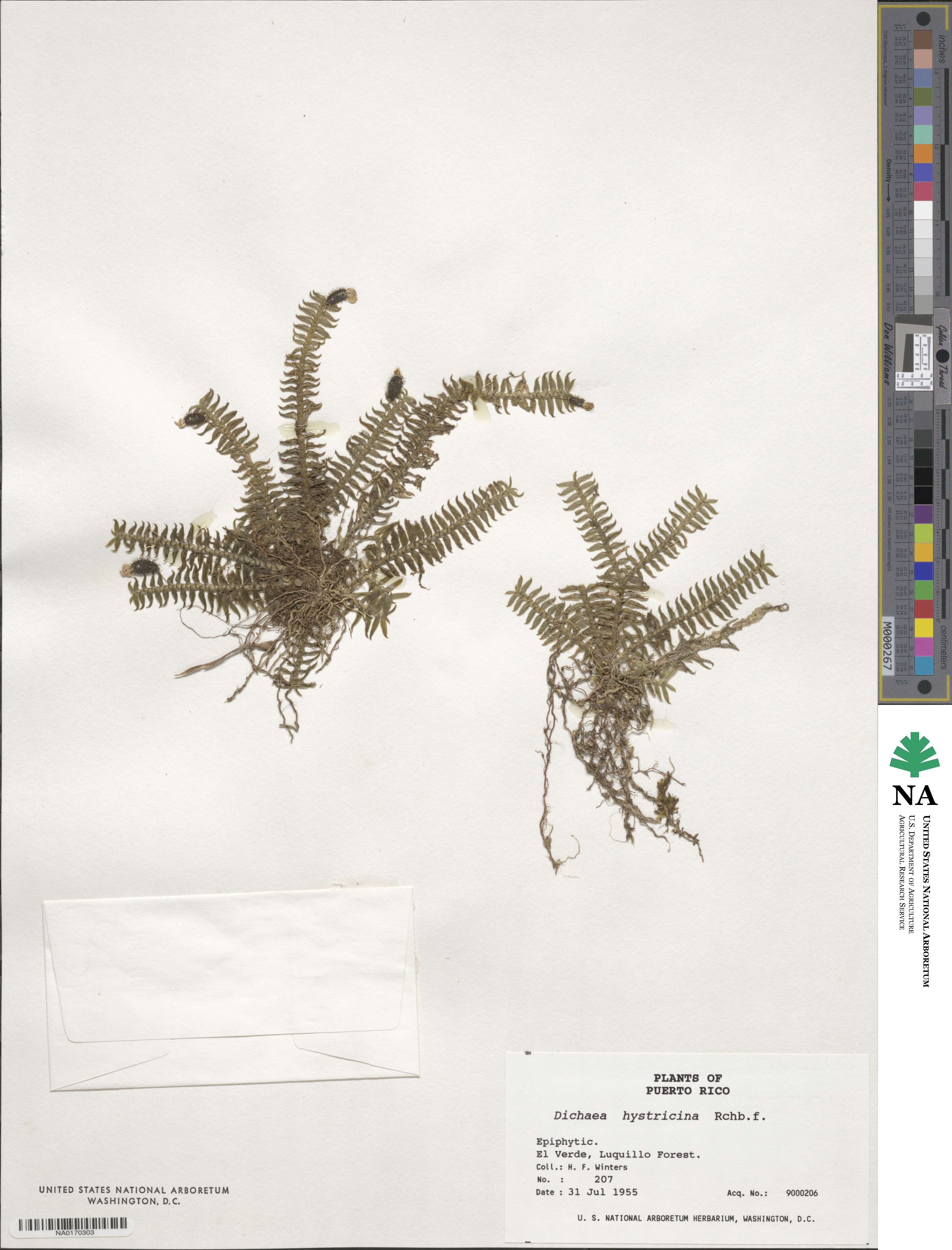 Dichaea image