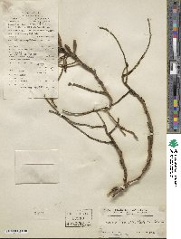 Luisia teretifolia image