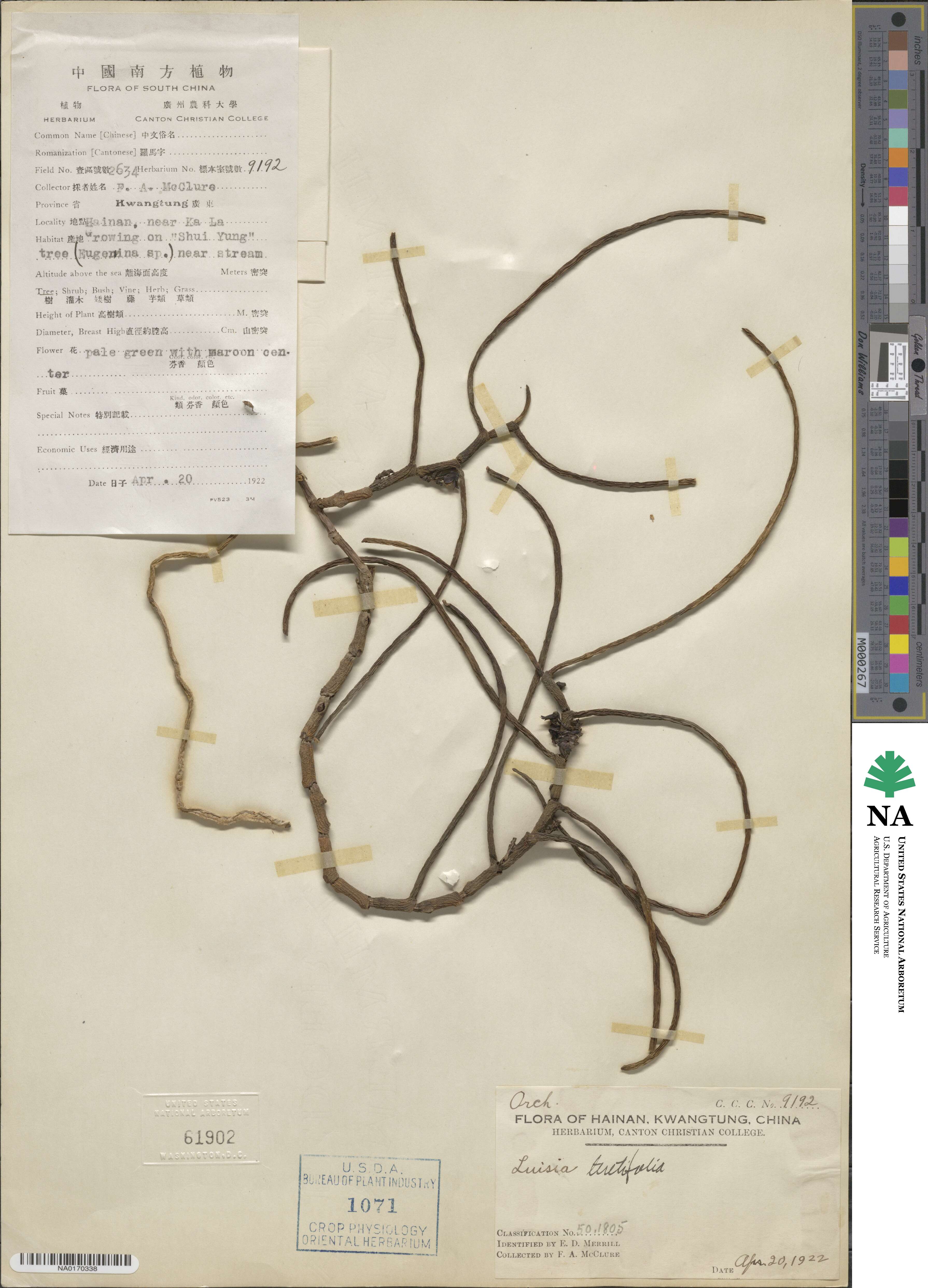 Luisia teretifolia image