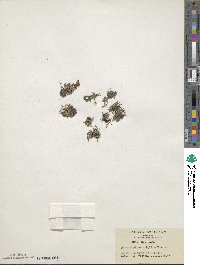 Media resource of Taeniophyllum glandulosum