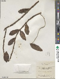 Image of Trichoglottis mindanaensis