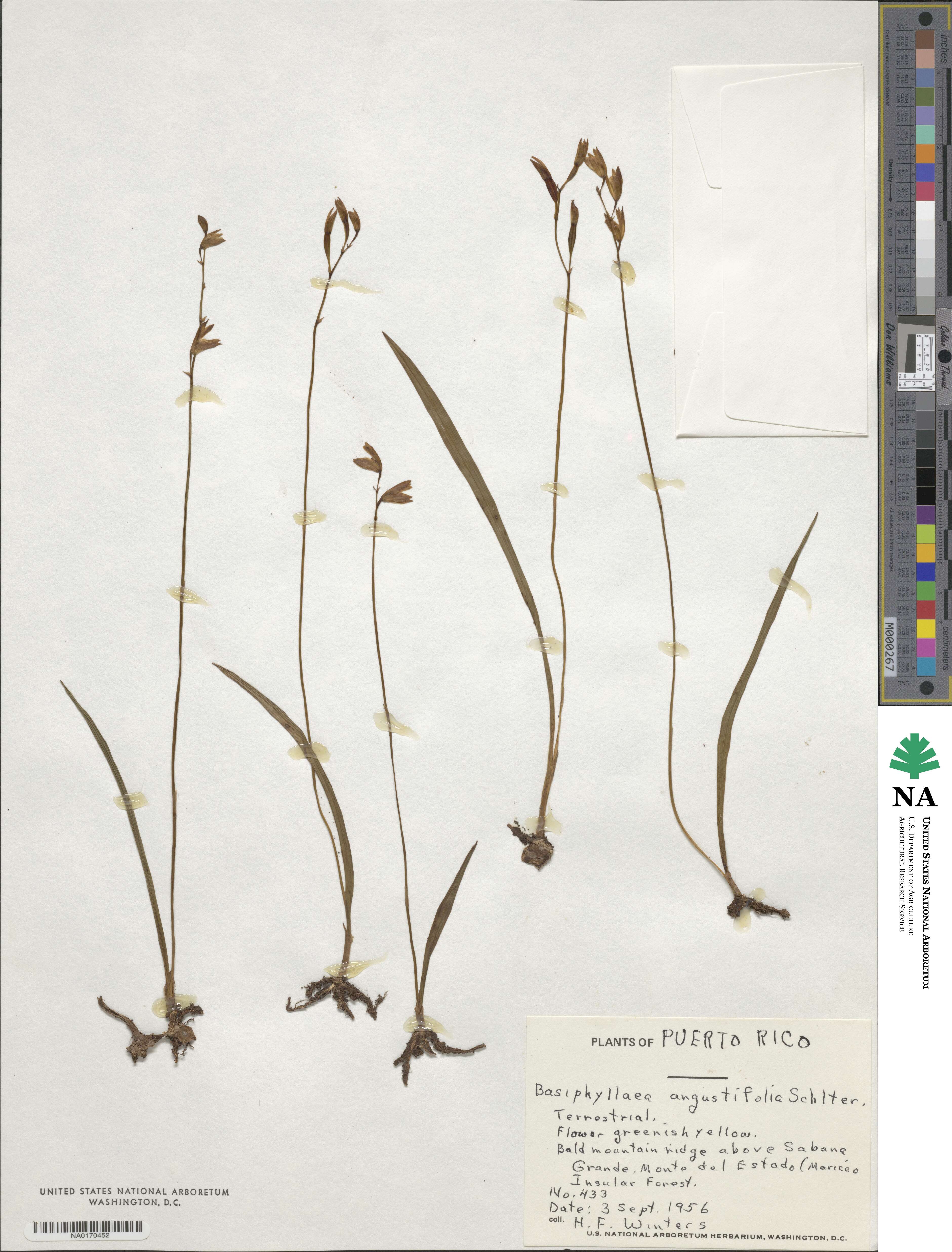 Bletia corallicola image