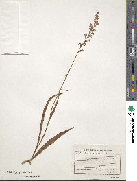 Image of Dactylorhiza iberica