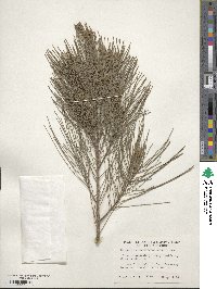 Casuarina cunninghamiana image