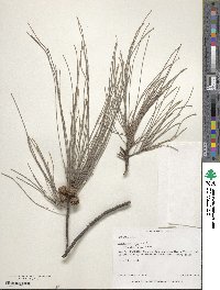 Casuarina equisetifolia image