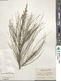 Casuarina equisetifolia image