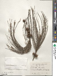 Casuarina equisetifolia image