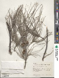 Casuarina equisetifolia image